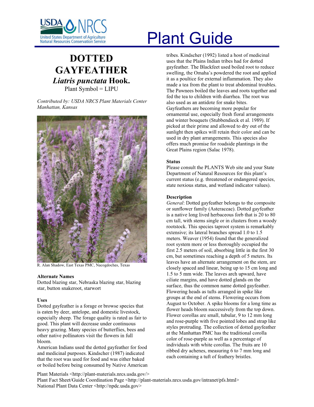 Dotted Gayfeather Plant Guide