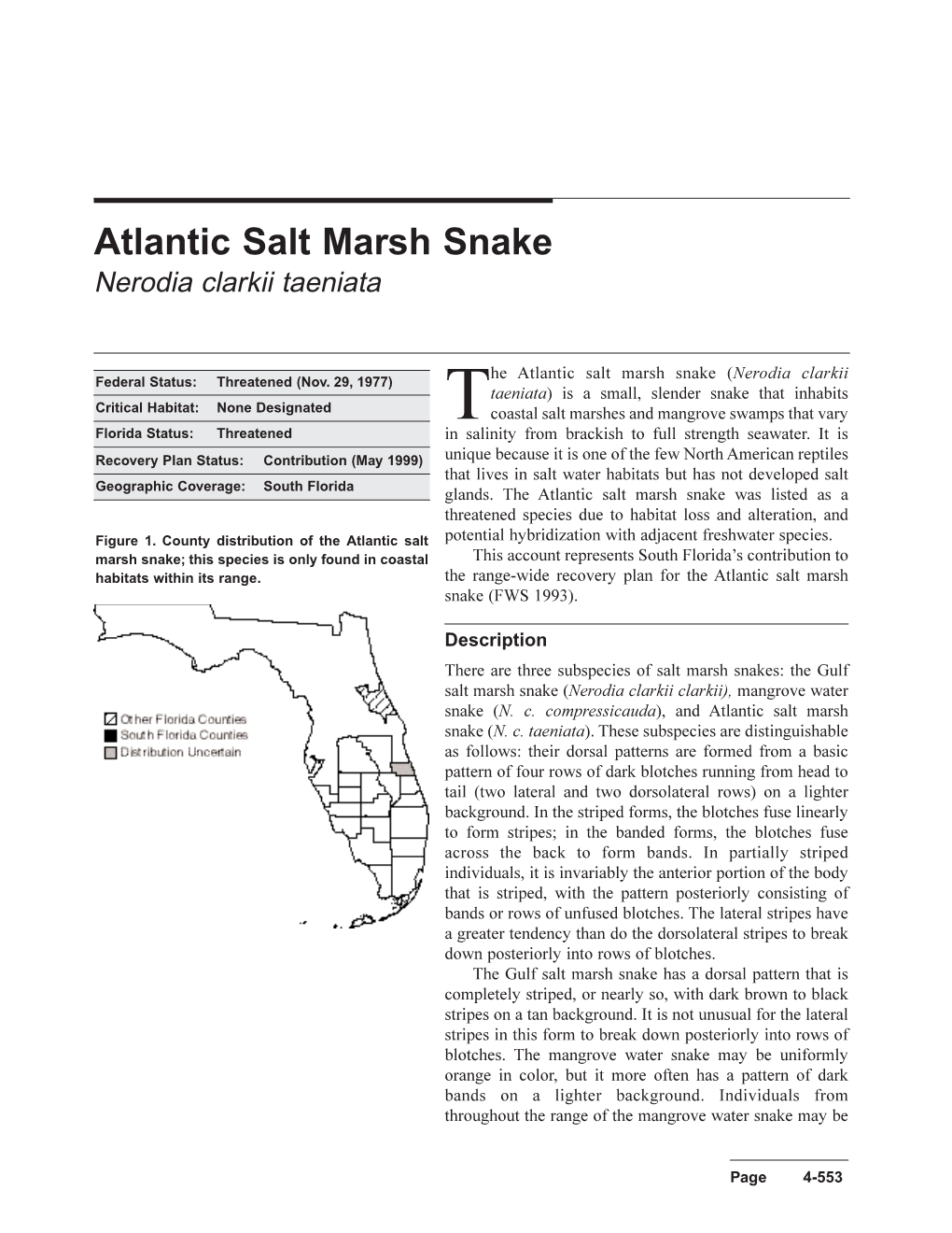 Atlantic Salt Marsh Snake Nerodia Clarkii Taeniata