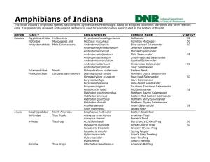 Amphibians of Indiana This List of Indiana's Amphibian Species Was Compiled by the State's Herpetologist Based on Accepted Taxonomic Standards and Other Relevant Data