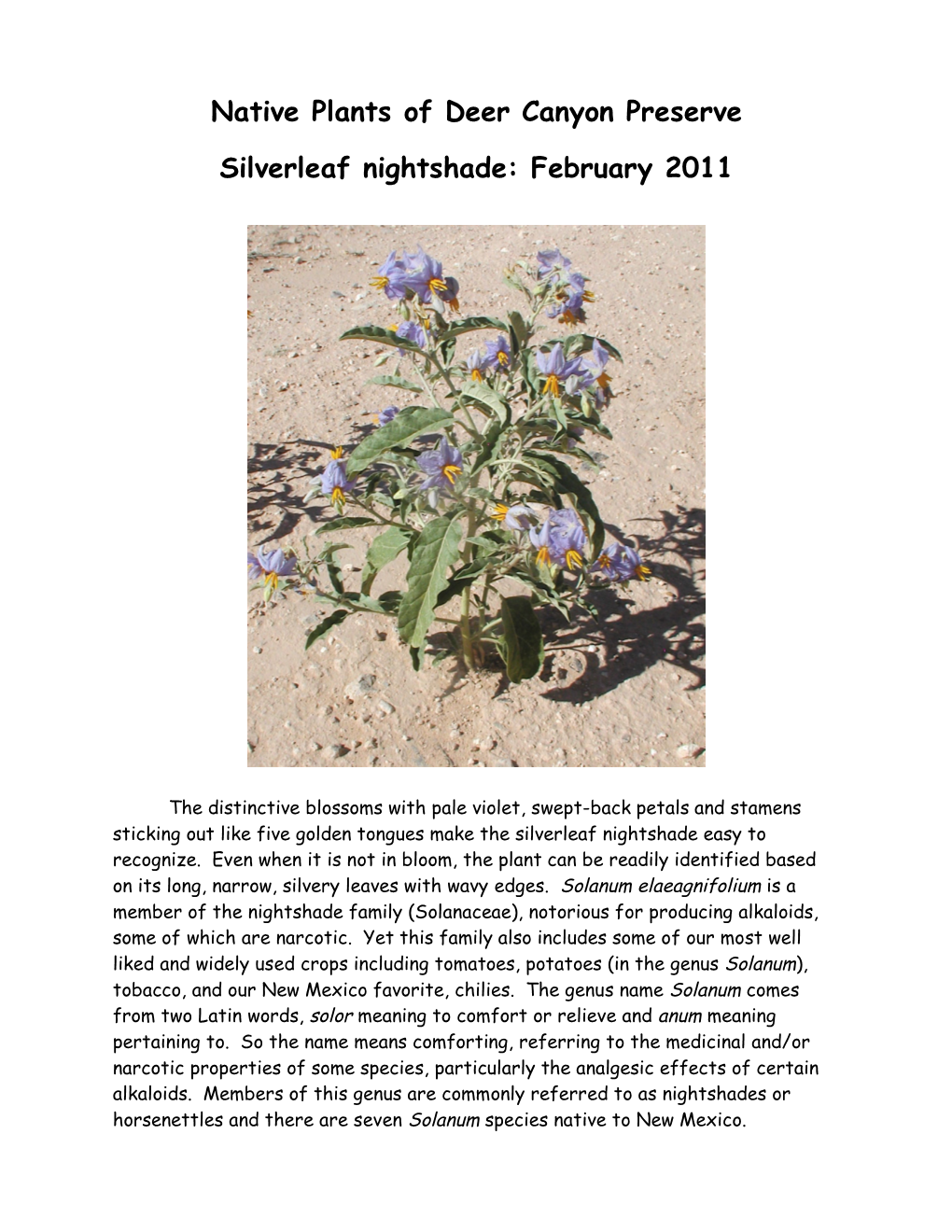 Native Plants of Deer Canyon Preserve Silverleaf Nightshade