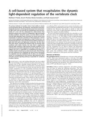 A Cell-Based System That Recapitulates the Dynamic Light-Dependent Regulation of the Vertebrate Clock