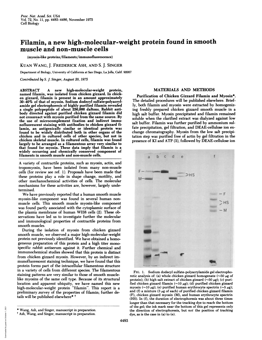 Filamin, Anew High-Molecular-Weight Protein Found in Smooth Muscle And