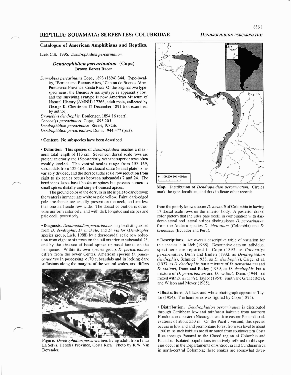 REPTILIA: SQUAMATA: SERPENTES: COLUBRIDAE DENDROPHIDIONPERCARINATUM /-' Catalogue of American Amphibians and Reptiles