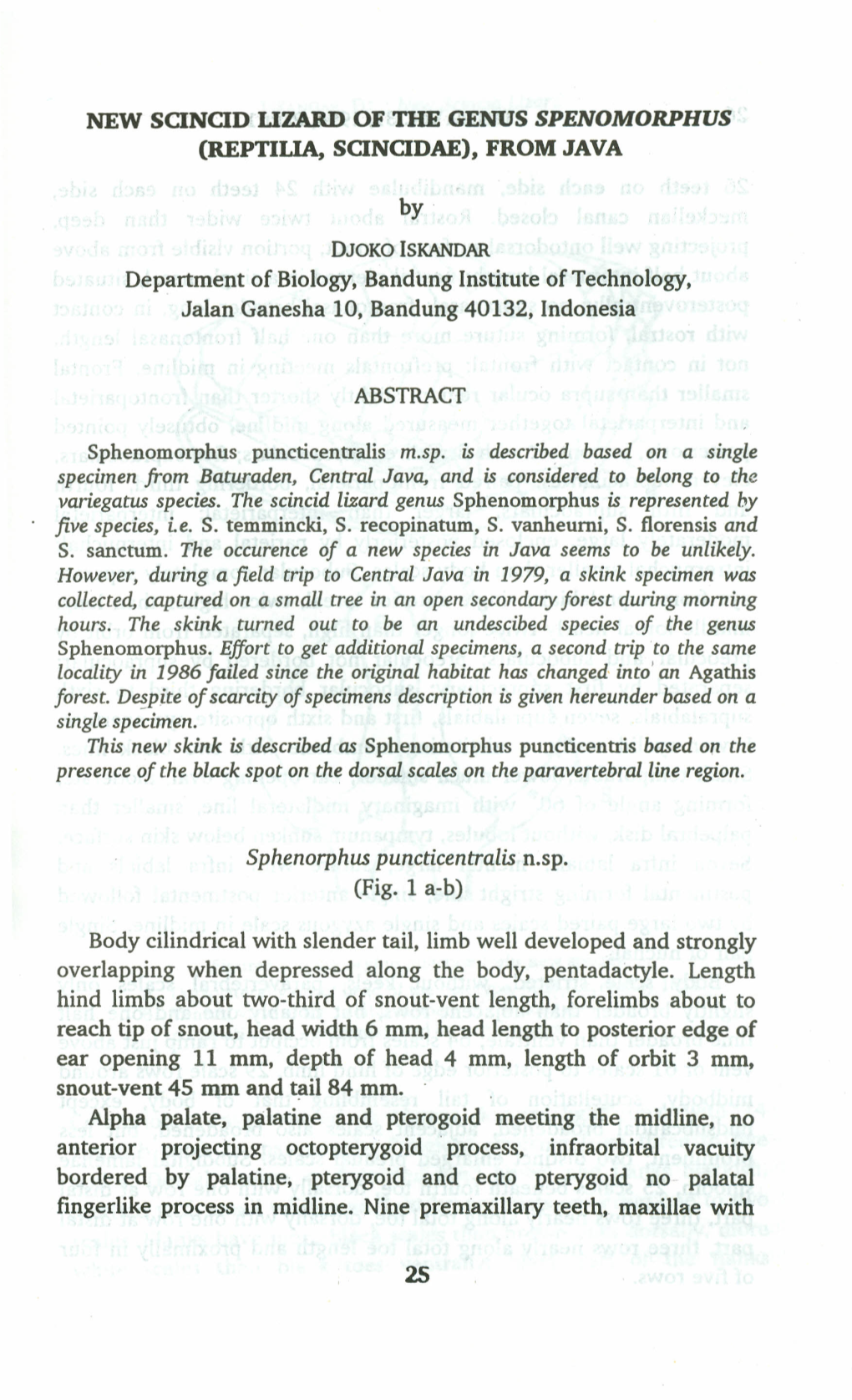 NEW SCINCID UZARD of the GENUS SPENOMORPHUS (REPTI~ SCINCIDAE), from JAVA by DJOKOISKANDAR Department of Biology, Bandung Instit