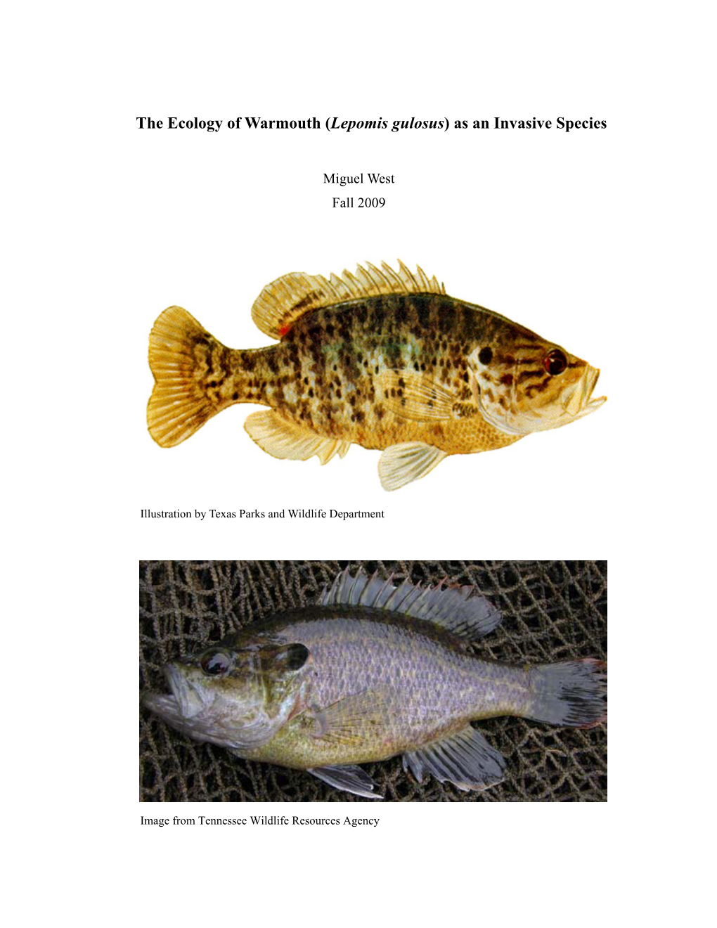 The Ecology of Warmouth (Lepomis Gulosus) As an Invasive Species