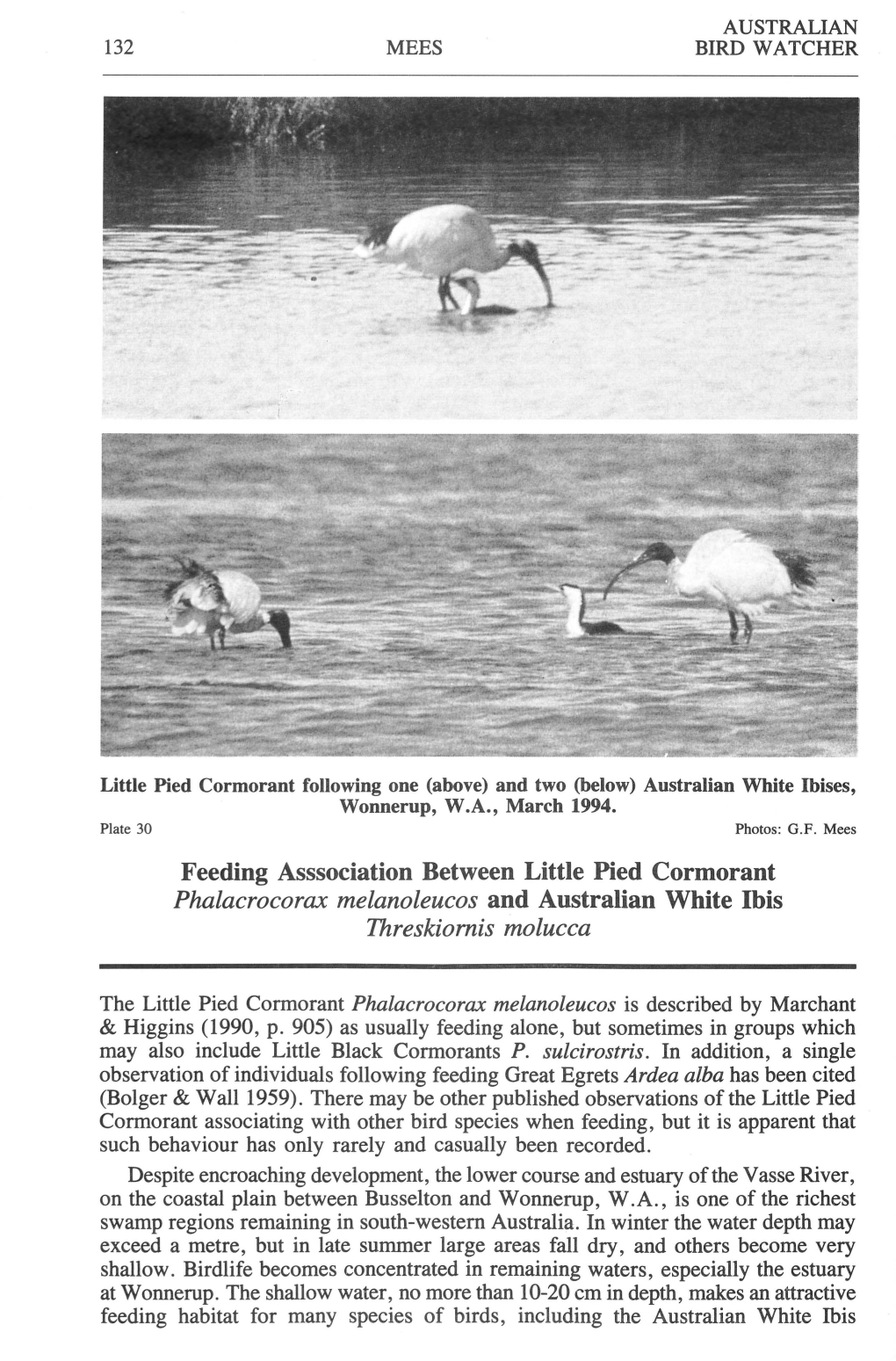 Feeding Asssociation Between Little Pied Cormorant Phalacrocorax Melanoleucos and Australian White Ibis Threskiomis Molucca