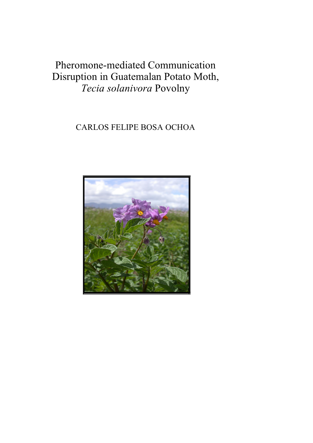 Pheromone-Mediated Communication Disruption in Guatemalan Potato Moth, Tecia Solanivora Povolny