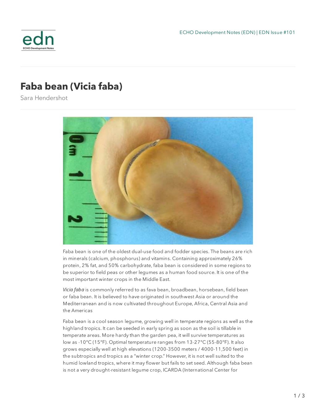 Faba Bean (Vicia Faba) Sara Hendershot