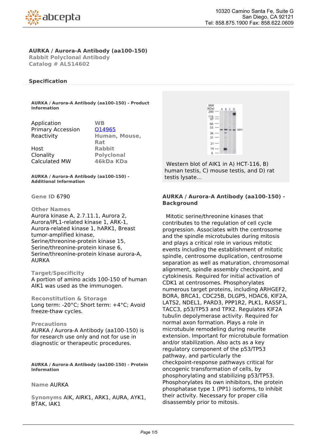 AURKA / Aurora-A Antibody (Aa100-150) Rabbit Polyclonal Antibody Catalog # ALS14602