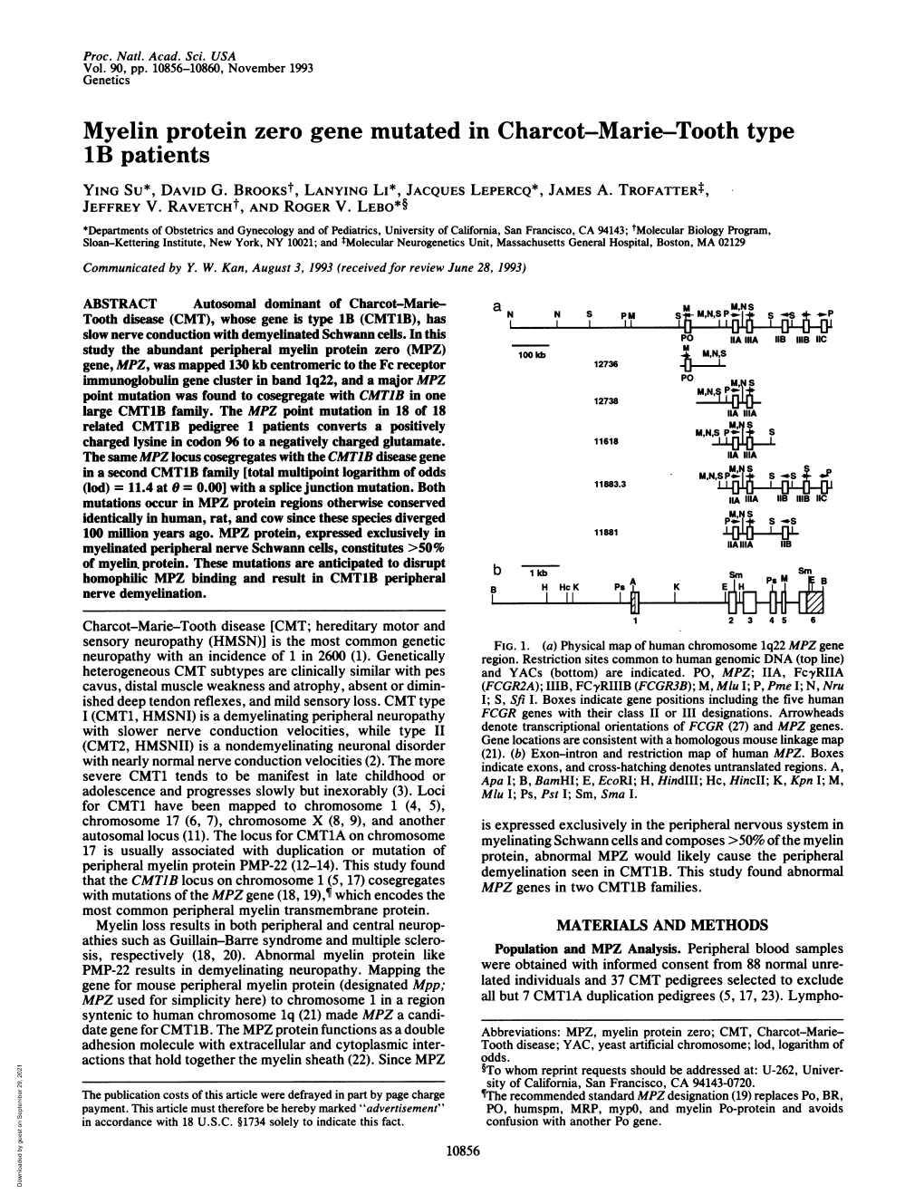 Myelin Protein Zero Gene Mutated in Charcot-Marie-Tooth Type 1B Patients YING SU*, DAVID G