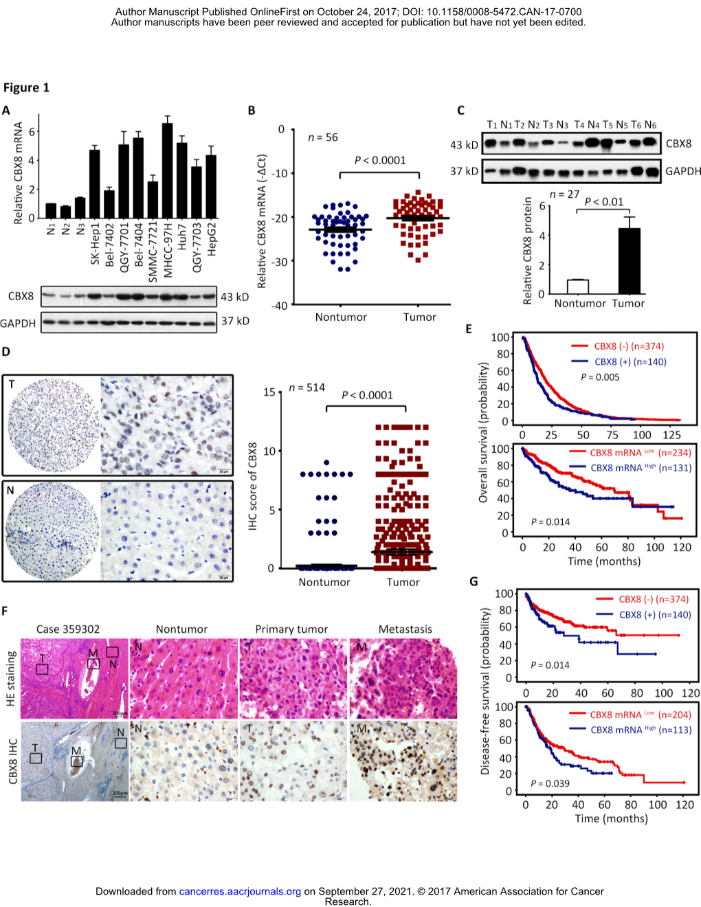 CBX8 Exhibits Oncogenic Activity Via AKT/Β-Catenin Activation In