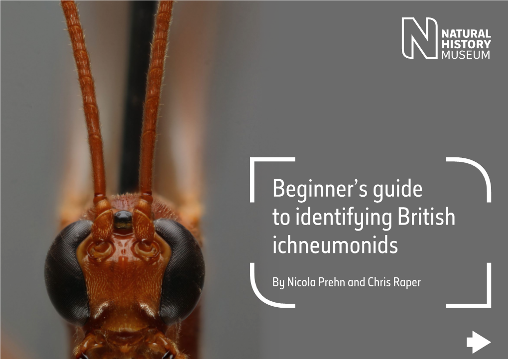 Beginner's Guide to Identifying British Ichneumonids