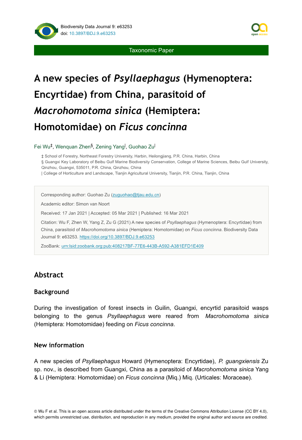 Hymenoptera: Encyrtidae) from China, Parasitoid of Macrohomotoma Sinica (Hemiptera: Homotomidae) on Ficus Concinna