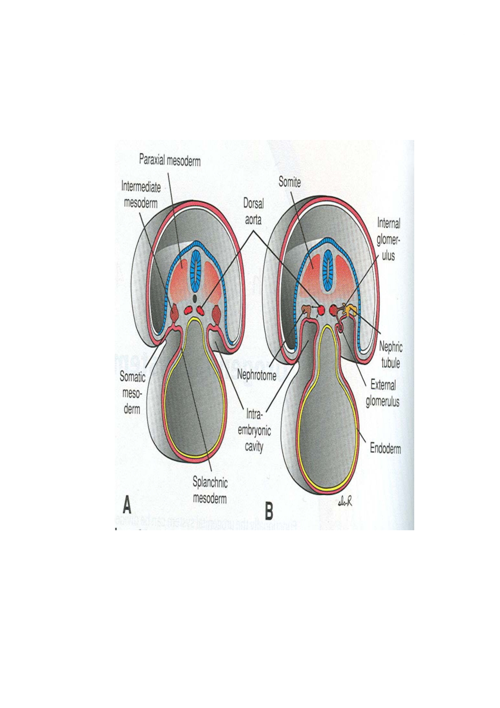 Development of Urinary System