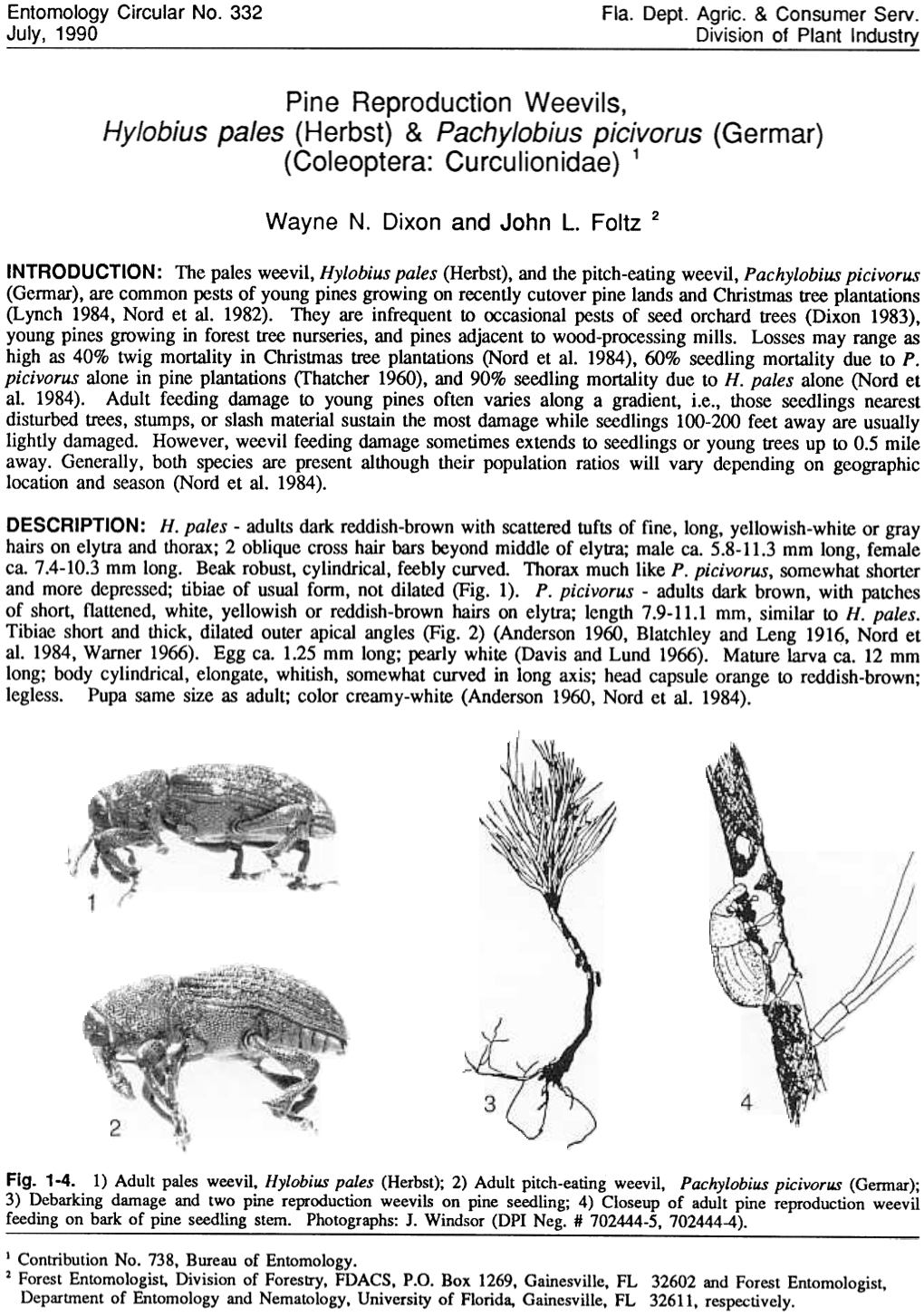 Pine Reproduction Weevils, Hylobius Pales (Herbst) & Pachylobius Picivorus (Germar) (Coleoptera: Curculionidae) 1