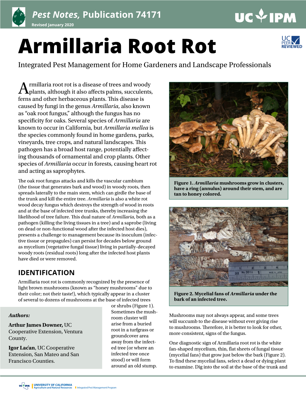 Armillaria Root Rot Integrated Pest Management for Home Gardeners and Landscape Professionals