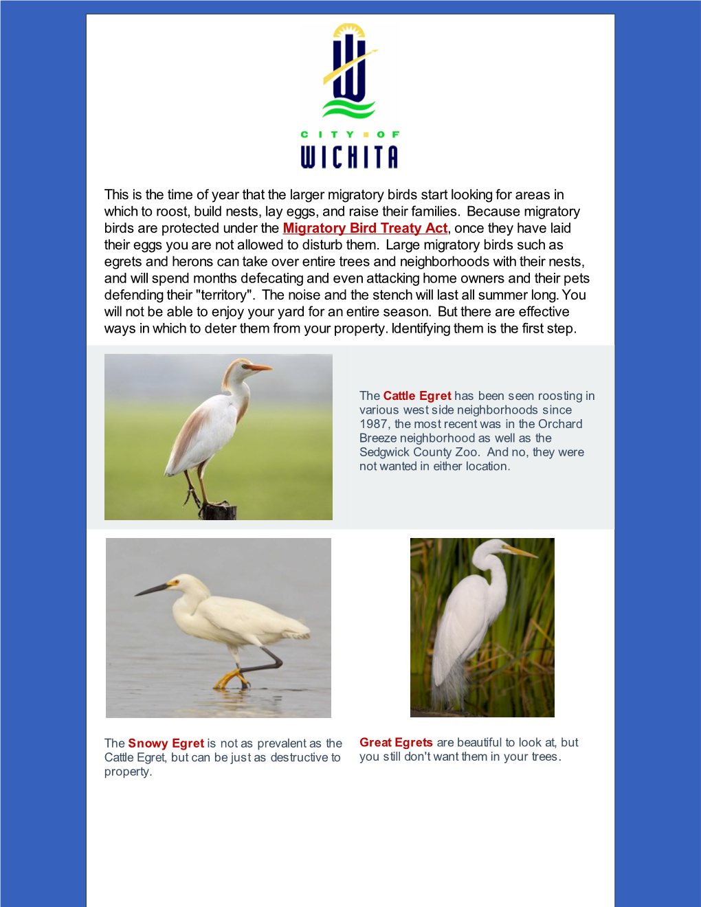 Protect Your Property from Roosting Egrets Amp Herons