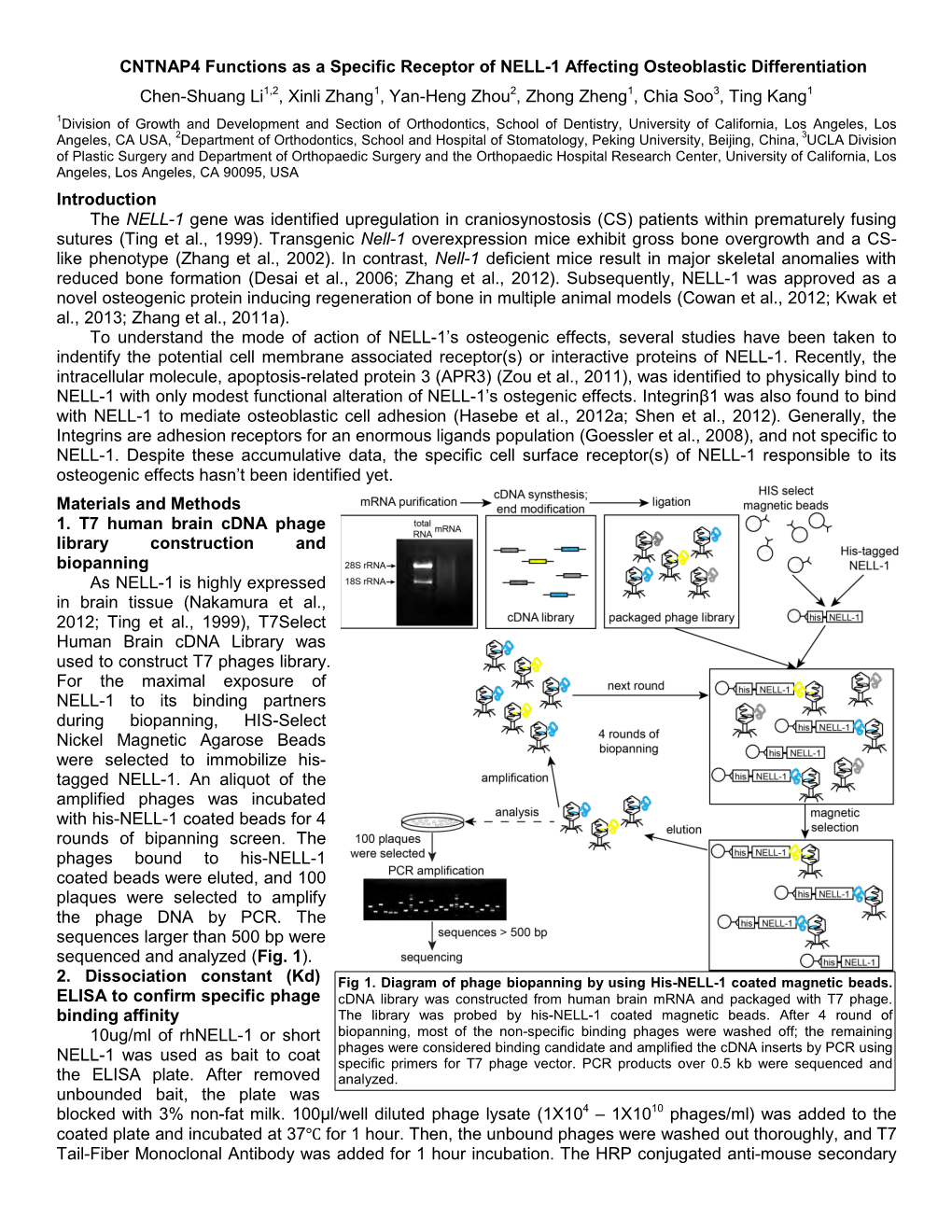 CNTNAP4 Functions As a Specific Receptor of NELL-1 Affecting