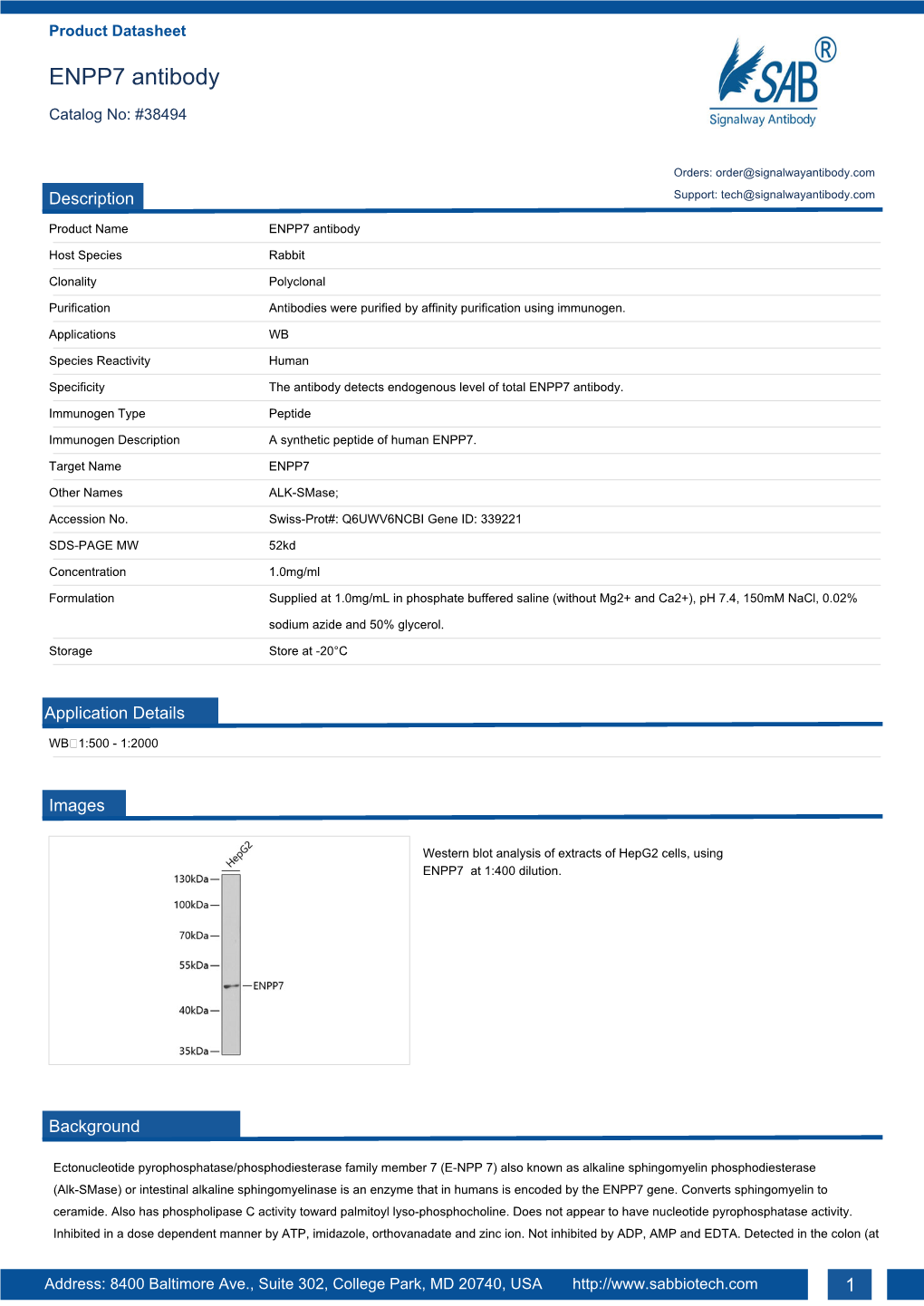 ENPP7 Antibody