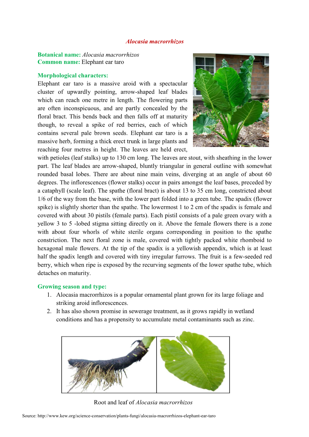 Alocasia Macrorrhizos Botanical Name: Alocasia Macrorrhizos Common