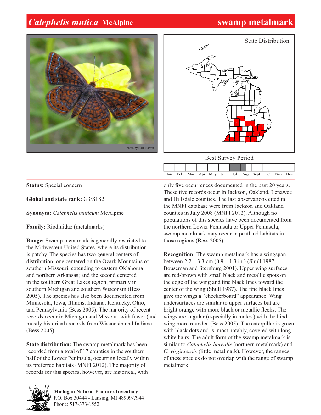 Calephelis Mutica Mcalpine Swampswamp Metalmark Metalmark, Page 1