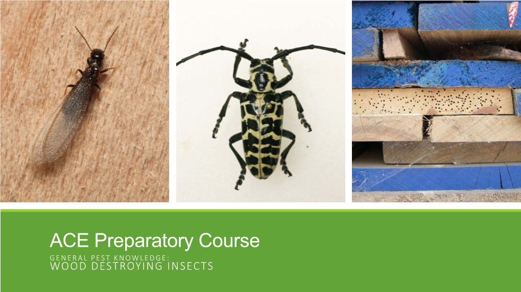 ACE Preparatory Course GENERAL PEST KNOWLEDGE: WOOD DESTROYING INSECTS Wood Feeding in Insects