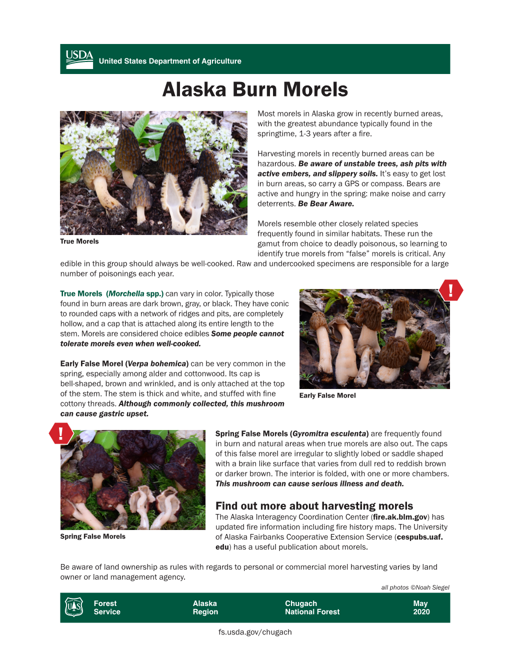 Alaska Burn Morels Most Morels in Alaska Grow in Recently Burned Areas, with the Greatest Abundance Typically Found in the Springtime, 1-3 Years After a Fire