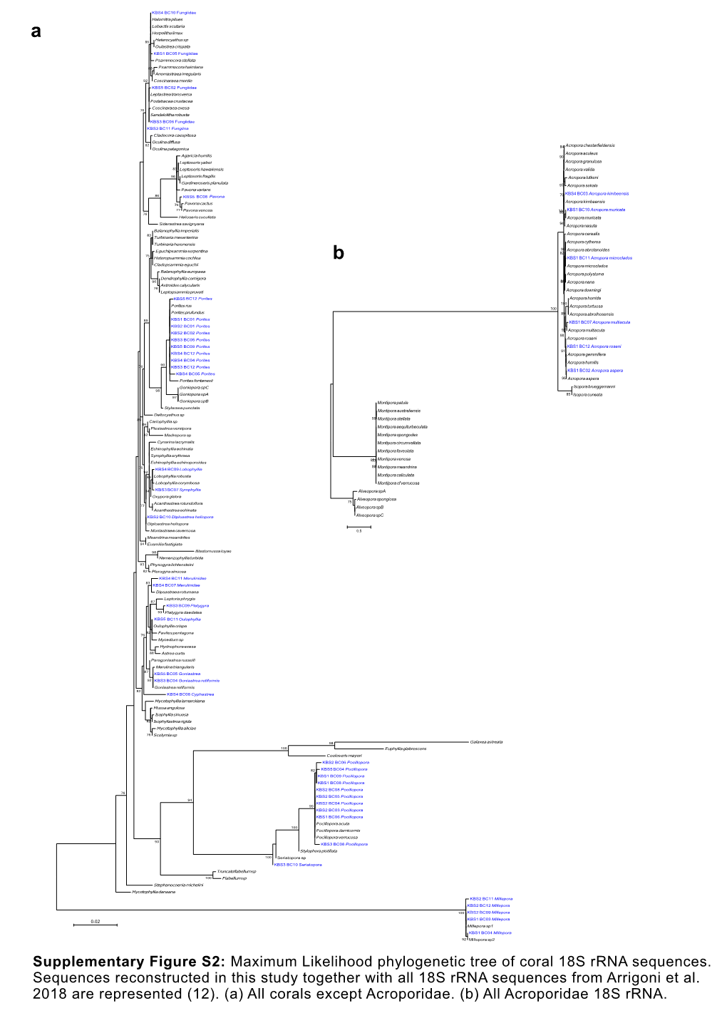 Maximum Likelihood Phylogenetic Tree of Coral 18S Rrna Sequences