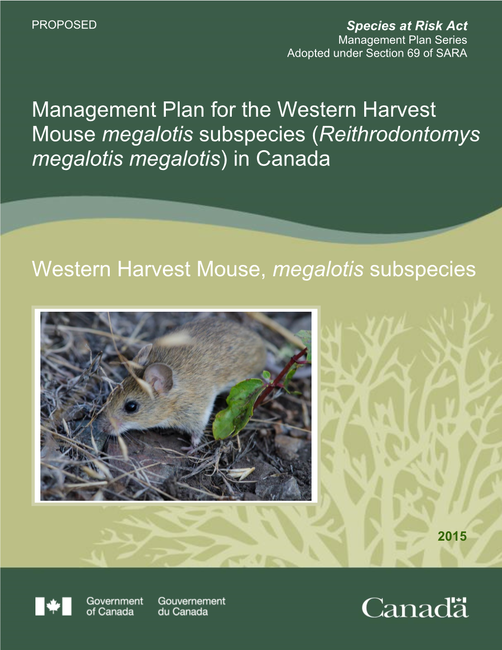 Western Harvest Mouse Megalotis Subspecies (Reithrodontomys Megalotis Megalotis) in Canada