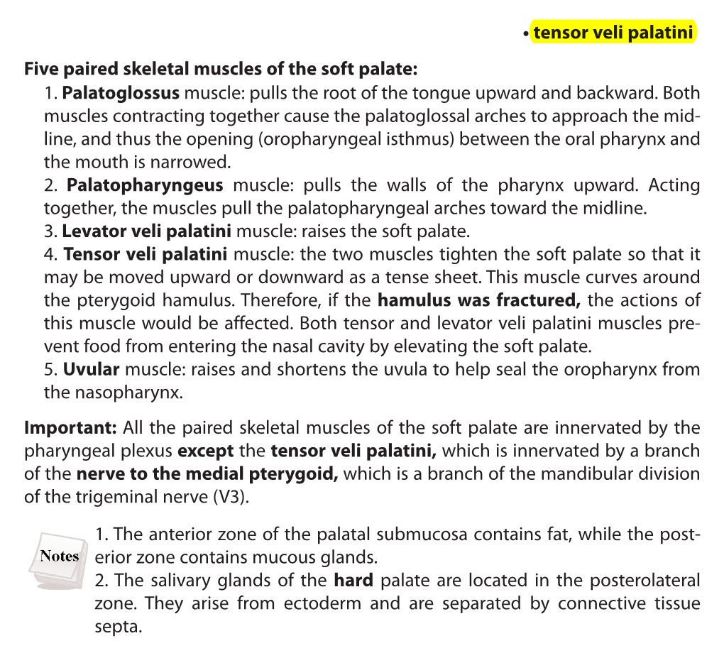 1. the Anterior Zone of the Palatal Submucosa Contains Fat, While the Post- Erior Zone Contains Mucous Glands