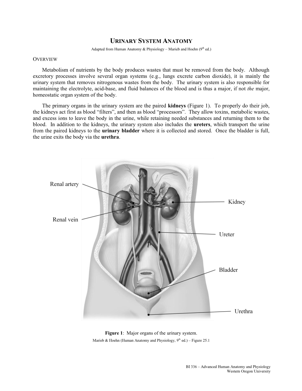 URINARY SYSTEM ANATOMY Metabolism of Nutrients by the Body