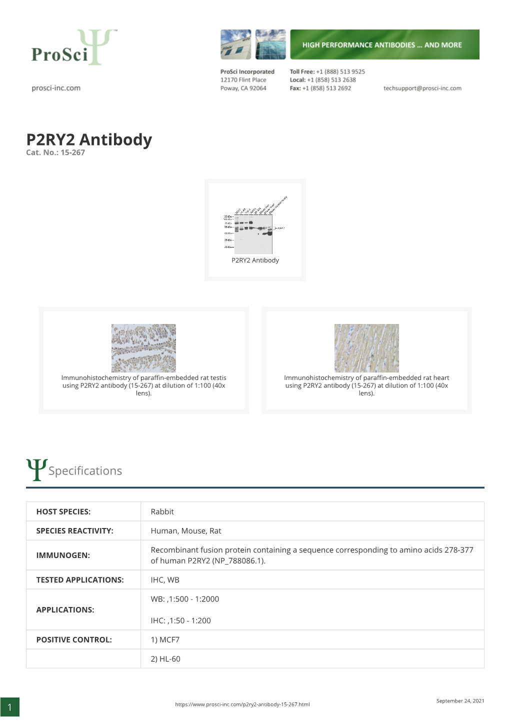 P2RY2 Antibody Cat