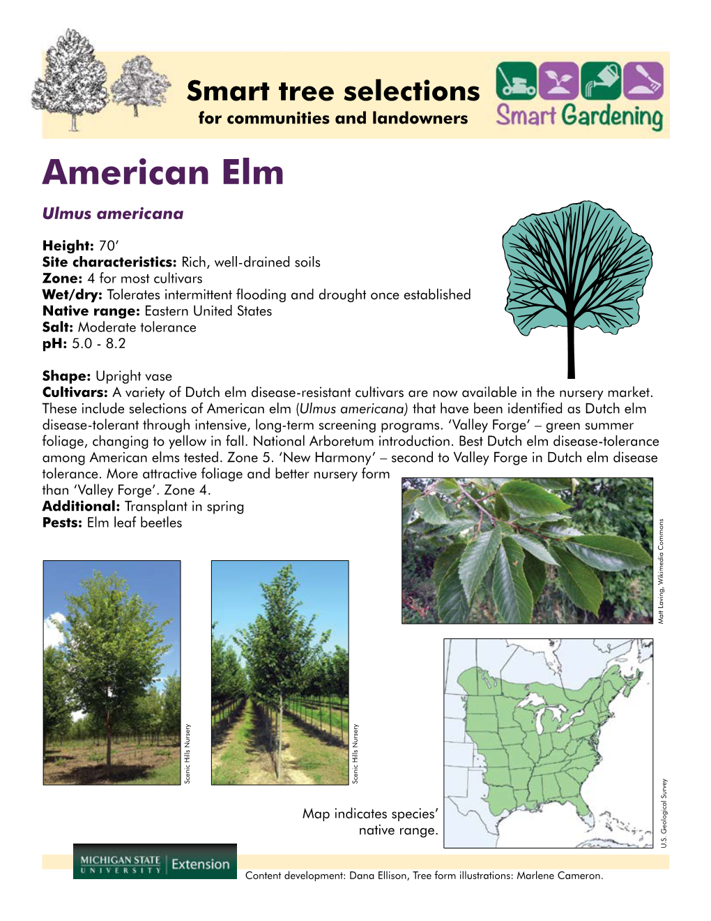 American Elm Ulmus Americana