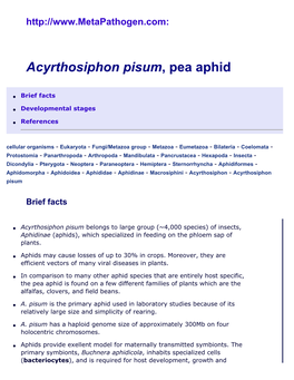 Aphid Acyrthosiphon Pisum, Pea Aphid