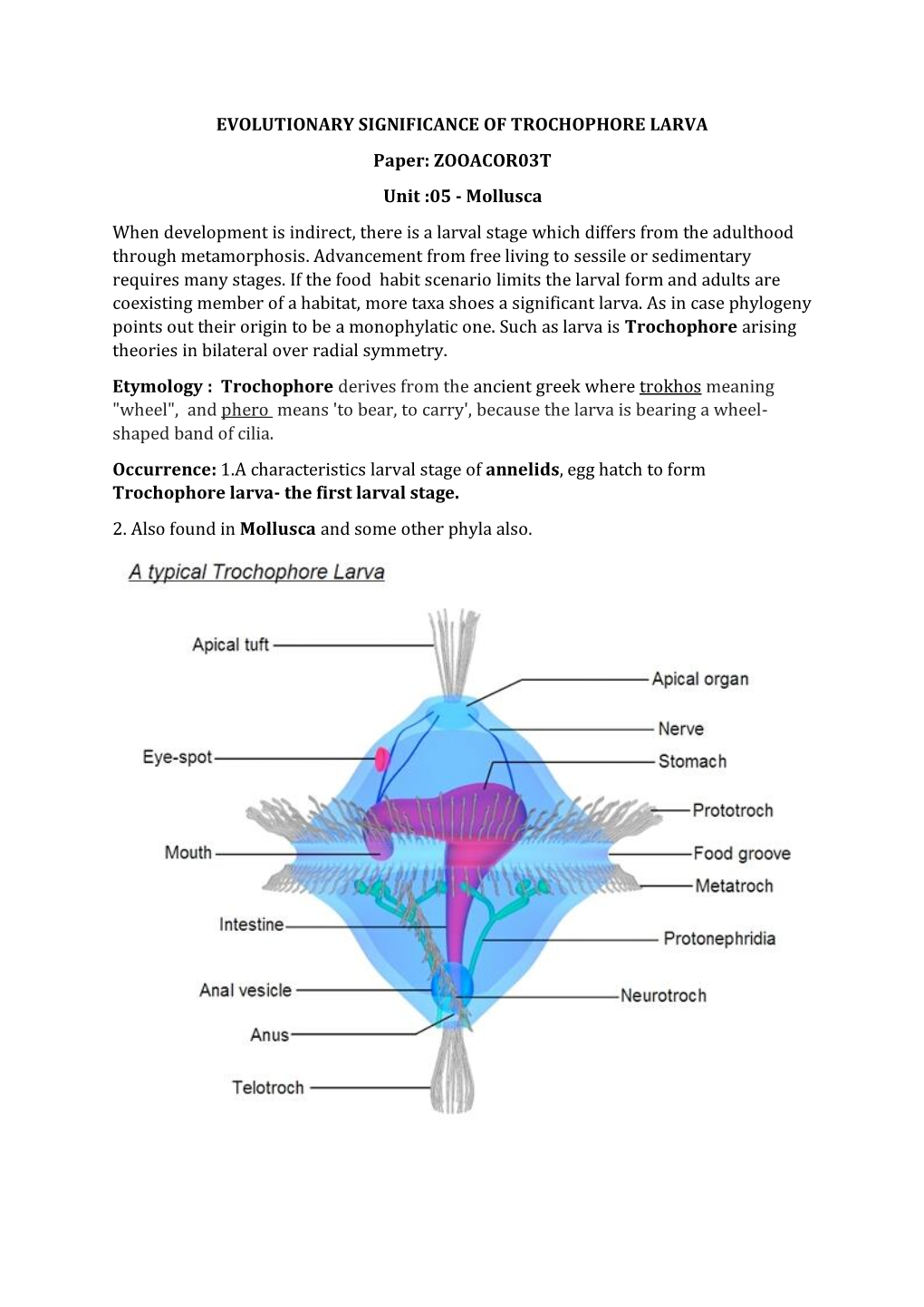 EVOLUTIONARY SIGNIFICANCE of TROCHOPHORE LARVA Paper