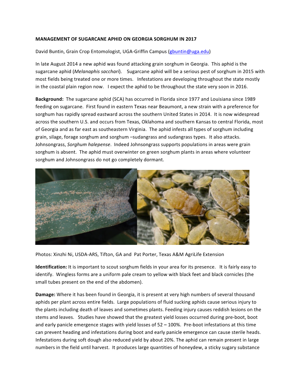 Management of Sugarcane Aphid on Georgia Sorghum in 2017