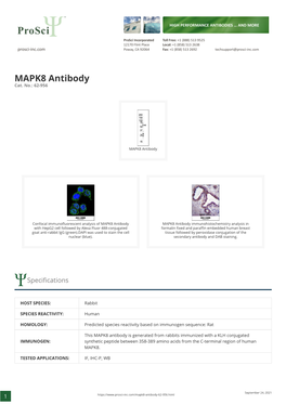 MAPK8 Antibody Cat