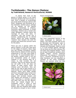 Turtleheads— the Genus Chelone by Todd Boland, Research Horticulturist, MUNBG