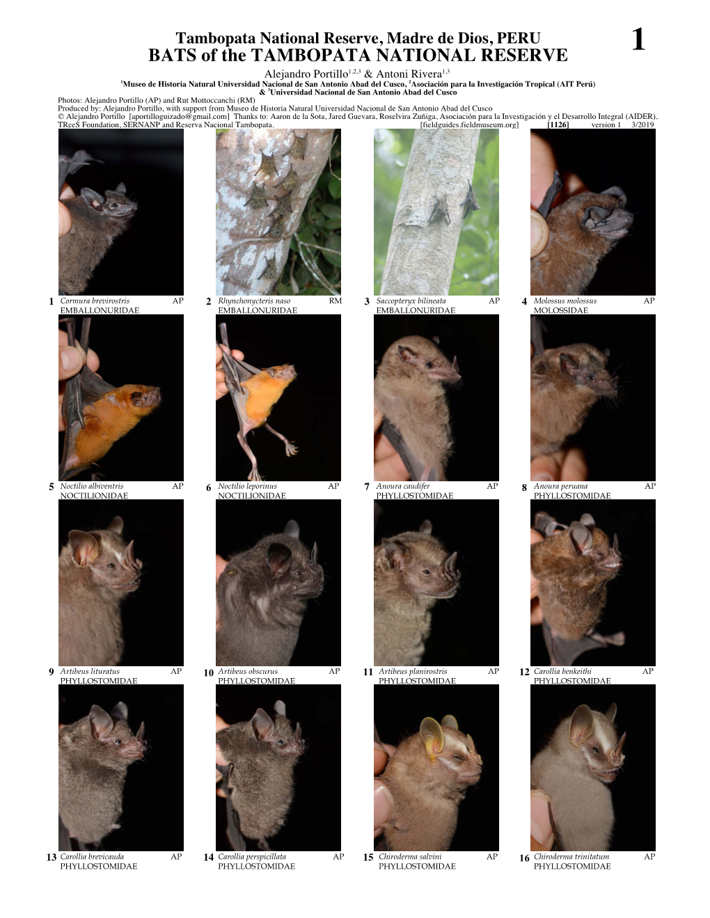 BATS of the TAMBOPATA NATIONAL RESERVE