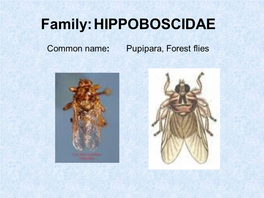 Family:HIPPOBOSCIDAE