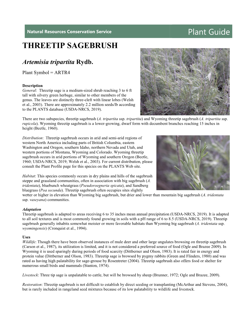 Plant Guide for Threetip Sage Brush (Artemisia Tripartita)