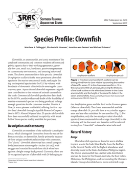 Species Profile: Clownfish