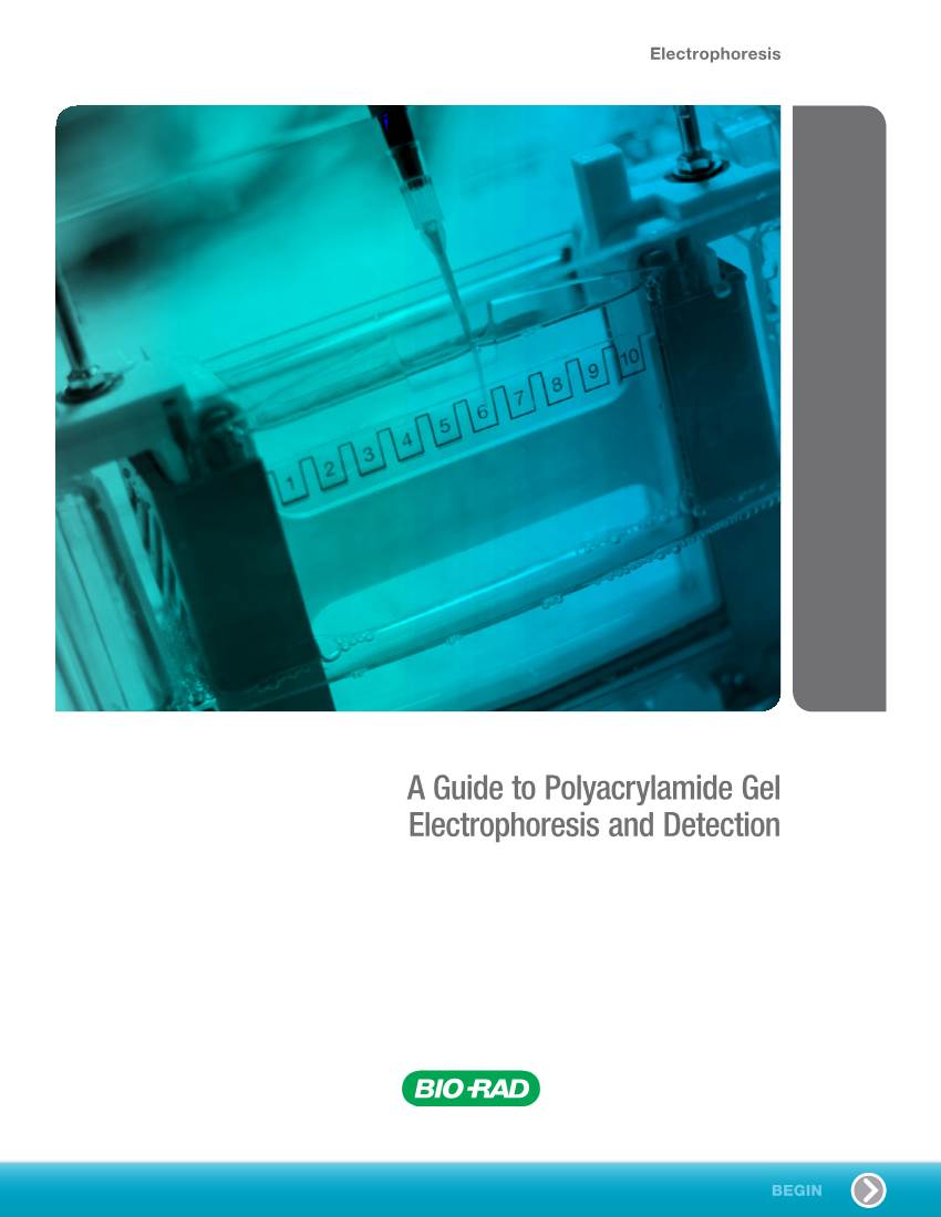 A Guide to Polyacrylamide Gel Electrophoresis and Detection