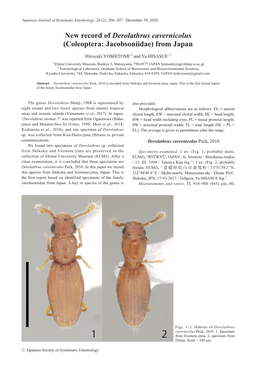 New Record of Derolathrus Cavernicolus (Coleoptera: Jacobsoniidae) from Japan