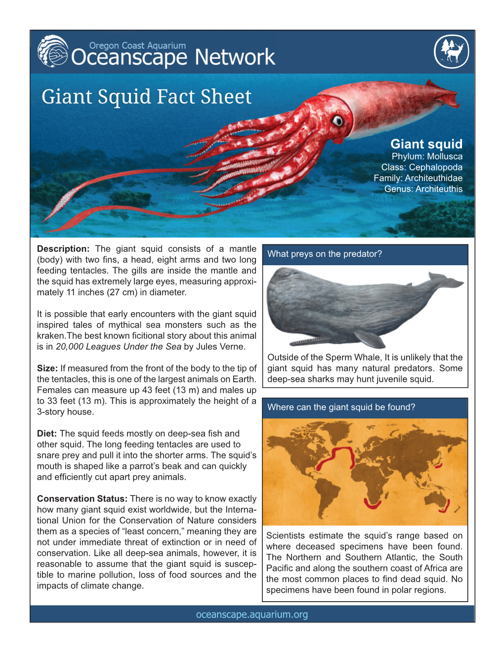 Giant Squid Fact Sheet