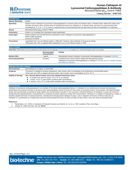 Human Cathepsin A/ Lysosomal Carboxypeptidase a Antibody