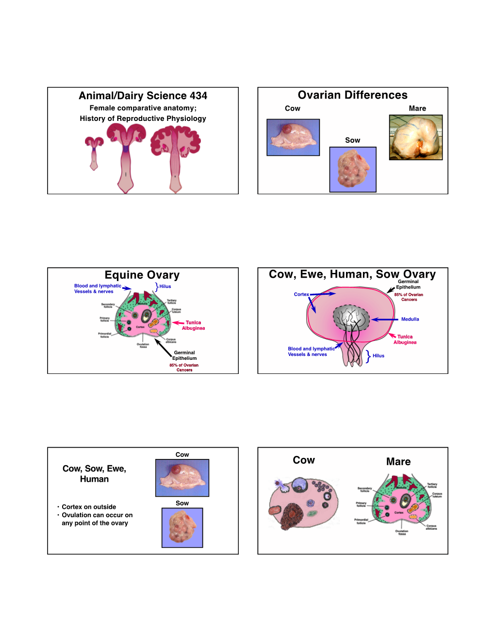 Ovarian Differences Female Comparative Anatomy; Cow Mare History of Reproductive Physiology