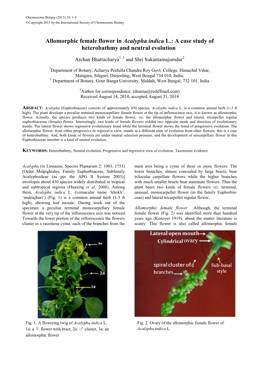 Allomorphic Female Flower in Acalypha Indica L.: a Case Study of Heterobathmy and Neutral Evolution