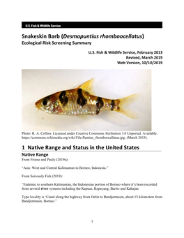 Snakeskin Barb (Desmopuntius Rhomboocellatus) ERSS