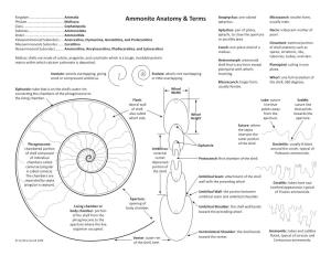 Ammonite Anatomy & Terms